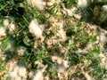 Fluffy poplar seeds covering the grass in the local park