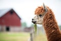 fluffy alpaca profile, barn in distance Royalty Free Stock Photo
