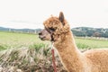 Fluffy Alpaca with rein Royalty Free Stock Photo