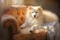 Fluffy American Eskimo Dog