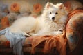 Fluffy American Eskimo Dog