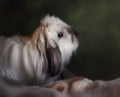 American Fuzzy Lop Rabbit Royalty Free Stock Photo