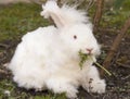 Fluffy angora rabbit eating herbs on grass Royalty Free Stock Photo