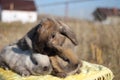 Fluffy animals rabbits cubs with decorative pygmy rabbit