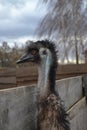 Fluffy Australian dromaius, watching through the wood fence in a private zoo (ostrich farm)