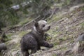 Fluffy baby bear turning around