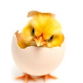 Fluffy Baby Chick Emerging from a Cracked Eggshell on White Background Royalty Free Stock Photo