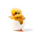 Fluffy Baby Chick Emerging from a Cracked Eggshell on White Background Royalty Free Stock Photo