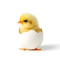 Fluffy Baby Chick Emerging from a Cracked Eggshell on White Background Royalty Free Stock Photo