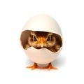 Fluffy Baby Chick Emerging from a Cracked Eggshell on White Background Royalty Free Stock Photo