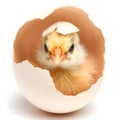 Fluffy Baby Chick Emerging from a Cracked Eggshell on White Background Royalty Free Stock Photo