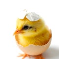 Fluffy Baby Chick Emerging from a Cracked Eggshell on White Background Royalty Free Stock Photo