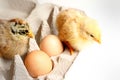 Hatched Babies Royalty Free Stock Photo