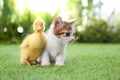Fluffy Baby Duckling And Cute Kitten On Green Grass Outdoors