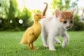 Fluffy Baby Duckling And Cute Kitten Together On Grass Outdoors