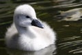 Fluffy Baby Swan Chick Royalty Free Stock Photo