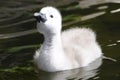 Fluffy Baby Swan Chick Royalty Free Stock Photo