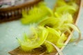 Fluffy background Yellow feathers Royalty Free Stock Photo