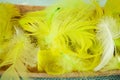 Fluffy background Yellow feathers Royalty Free Stock Photo