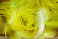 Fluffy background Yellow feathers Royalty Free Stock Photo
