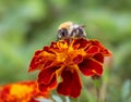 A fluffy bumblebee sits on a flower. Royalty Free Stock Photo