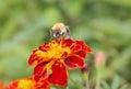 A fluffy bumblebee sits on a flower. Royalty Free Stock Photo