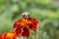 A fluffy bumblebee sits on a flower. Royalty Free Stock Photo