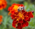 A fluffy bumblebee sits on a flower. Royalty Free Stock Photo