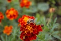 A fluffy bumblebee sits on a flower. Royalty Free Stock Photo