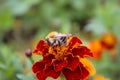 A fluffy bumblebee sits on a flower. Royalty Free Stock Photo