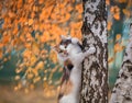 Fluffy beautiful a cat climbed a tree with Golden leaves in an autumn Sunny garden