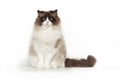 Fluffy beautiful cat ragdoll with blue eyes posing while sitting on studio white background. Cat isolated on white Royalty Free Stock Photo