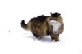 Fluffy beautiful cat walking on snow