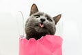 Cute gray cat with its tongue out in a pink bag Royalty Free Stock Photo