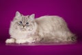 Fluffy beautiful Neva Masquerade cat with blue eyes, posing lying on on studio background. Royalty Free Stock Photo