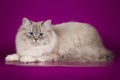 Fluffy beautiful Neva Masquerade cat with blue eyes, posing lying on on studio background. Royalty Free Stock Photo