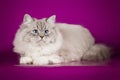 Fluffy beautiful Neva Masquerade cat with blue eyes, posing lying on on studio background. Royalty Free Stock Photo