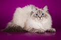 Fluffy beautiful Neva Masquerade cat with blue eyes, posing lying on on studio background. Royalty Free Stock Photo