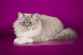 Fluffy beautiful Neva Masquerade cat with blue eyes, posing lying on on studio background. Royalty Free Stock Photo