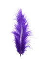 Fluffy beautiful purple feather isolated on white Royalty Free Stock Photo