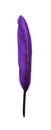 Fluffy beautiful purple feather isolated on white Royalty Free Stock Photo