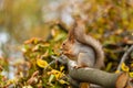 Fluffy beautiful squirrel eats a nut on a branch of a sawn tree with yellow leaves in an autumn park Royalty Free Stock Photo