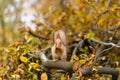 Fluffy beautiful squirrel eats a nut on a branch of a sawn tree with yellow leaves in an autumn park Royalty Free Stock Photo