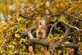 Fluffy beautiful squirrel eats a nut on a branch of a sawn tree with yellow leaves in an autumn park Royalty Free Stock Photo