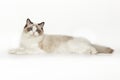 Fluffy beautiful white cat of a Neva Masquerade with blue eyes posing lying on a white background. Cat isolated on white