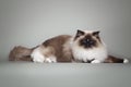 Fluffy beautiful white cat ragdoll with blue eyes posing lying on gray background. Royalty Free Stock Photo