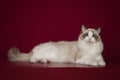 Fluffy beautiful white cat ragdoll with blue eyes, posing lying on red background. Royalty Free Stock Photo