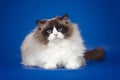 Fluffy beautiful white cat ragdoll, posing lying on studio blue background.