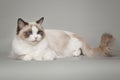 Fluffy beautiful white cat ragdoll with blue eyes posing while sitting on gray background.