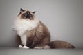 Fluffy beautiful white cat ragdoll with blue eyes posing while sitting on gray background.